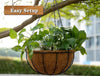 Money Plant Coconut Hanging Basket Decor