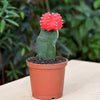 Cactus Original Plant Decor