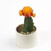 Cactus Original Plant Decor