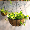 Money Plant Coconut Hanging Basket Decor