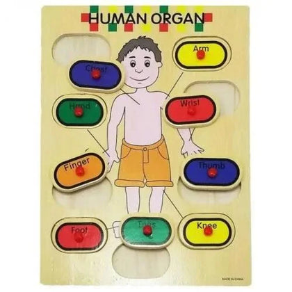 Wooden Human Organ Puzzle Board With Plastic Knob