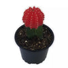 Cactus Original Plant Decor