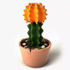 Cactus Original Plant Decor