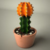 Cactus Original Plant Decor